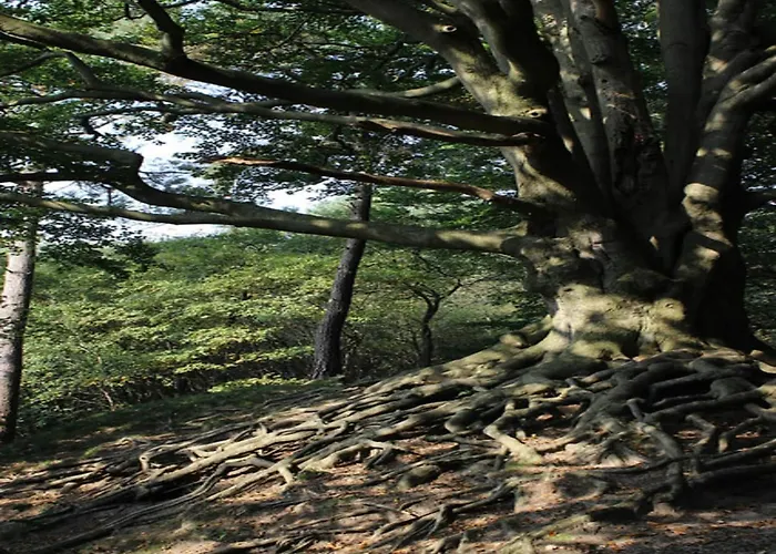 In Veluwe Peaceful Retreat