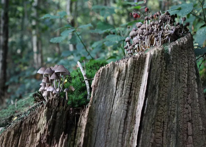 In Veluwe Peaceful Retreat Σπίτι διακοπών Voorthuizen